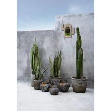 Afbeelding in Gallery-weergave laden, Cactusvormige Spiegel met Kaurischelpen